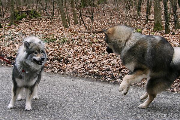 (Foto Goslar) Koerung Benno_14.03.2015_IMG_6841.png